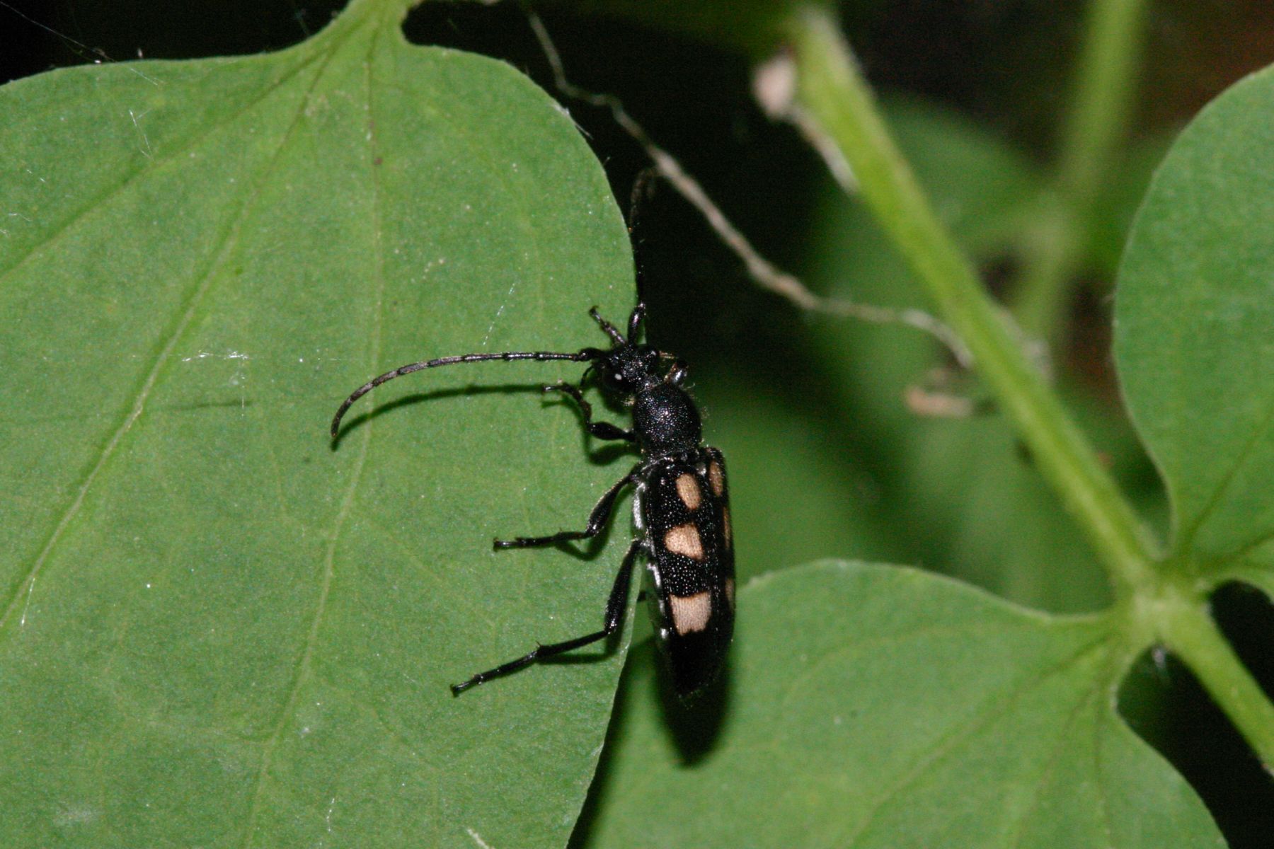 Anoplodera sexguttata (Cerambycidae)